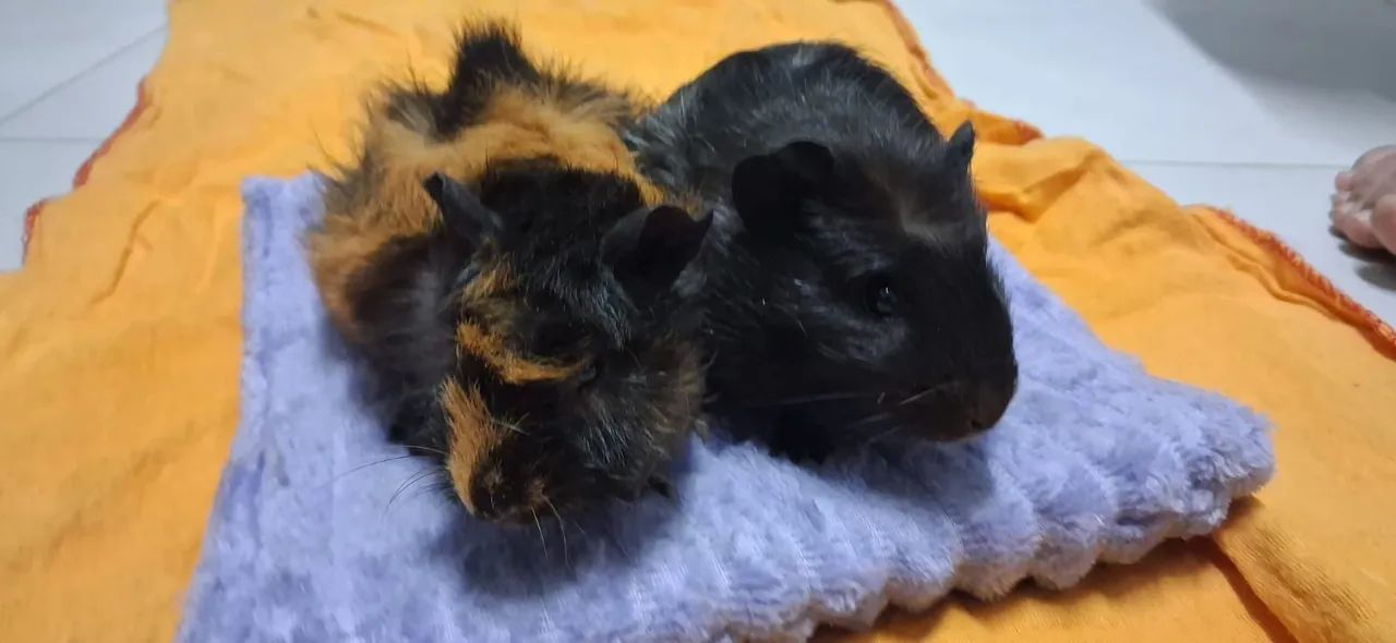 2 Porquinhas-da-Índia + Kit Completo (Prontas para novo lar) - Foto 2