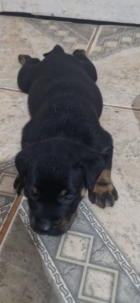 Vendo filhotes de Rottweiler  - Foto 3