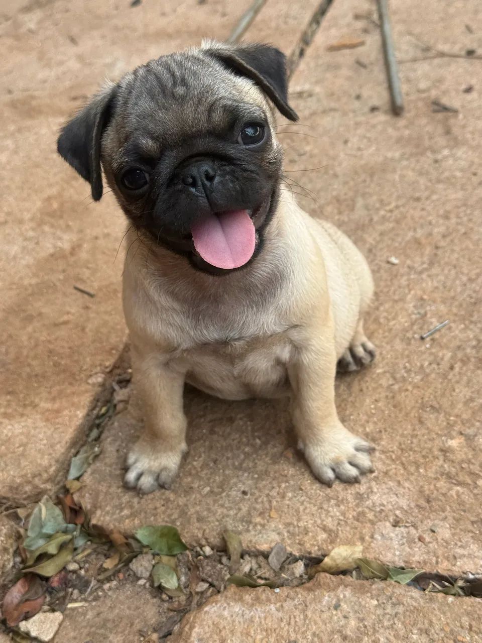Pug - Foto 4