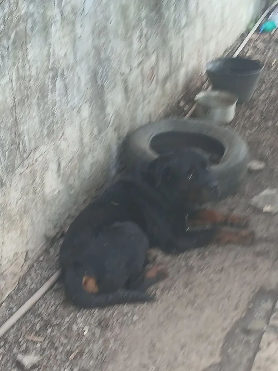 *Doação rotwailler 3 anos