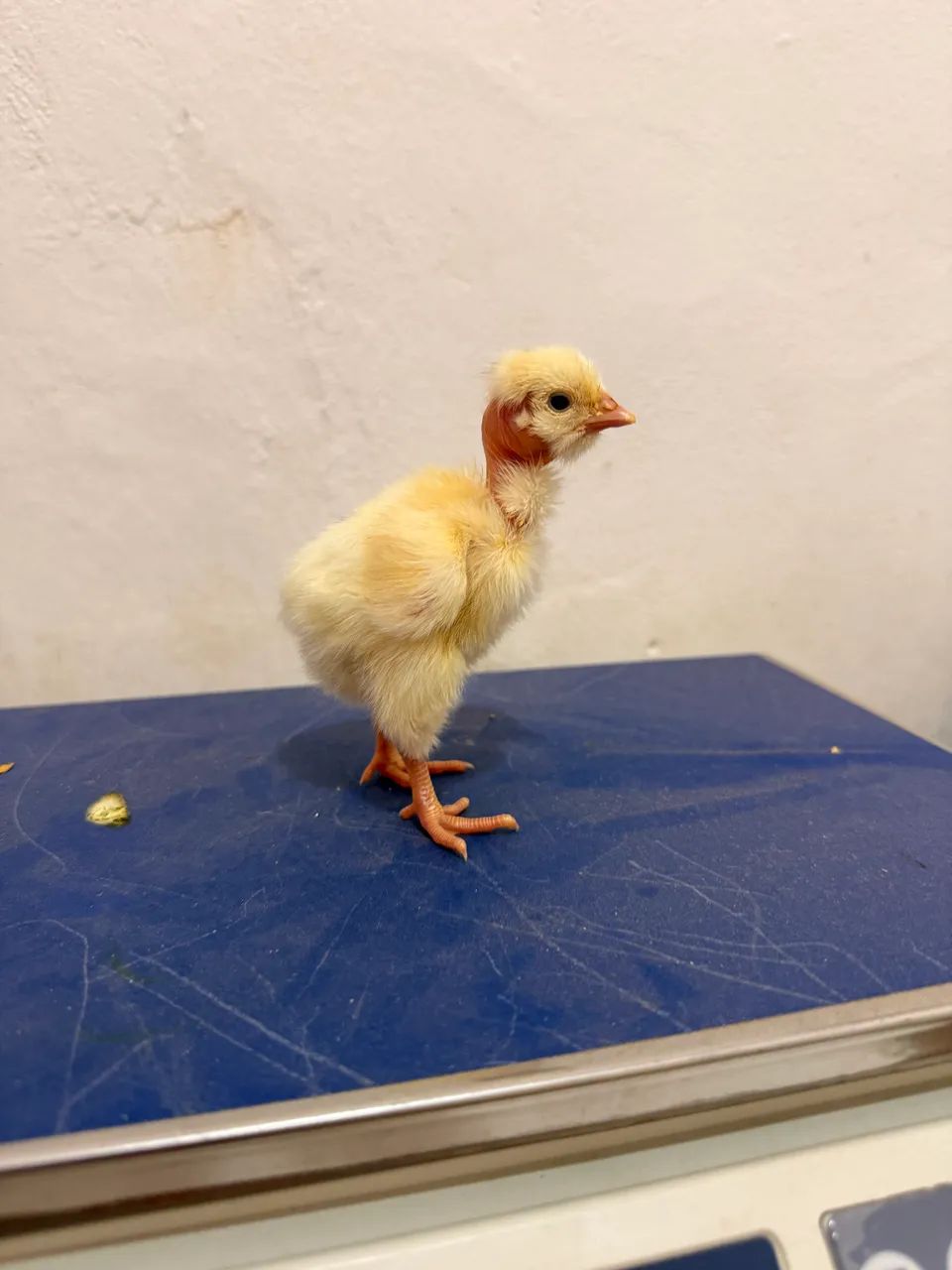 Pintos Balão sergipano