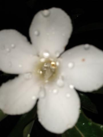 Rosa deserto