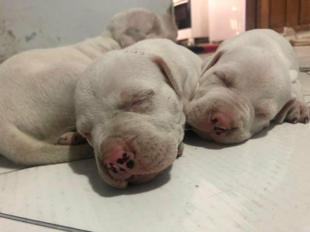 Pets Pitbull Fêmeas - Foto 3