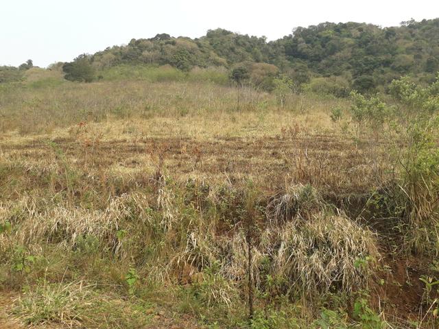 14,9 hectares de terra na beira do rio Uruguai - Foto 6