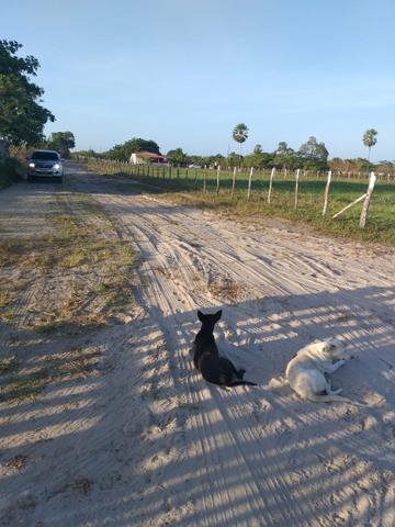 Pequeno sítio em Itaitinga! - Foto 3