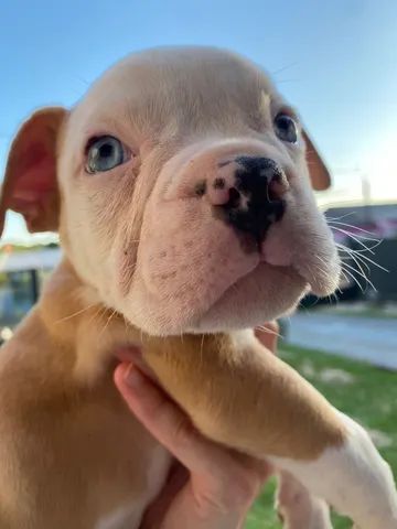 American bully merle  - Foto 3