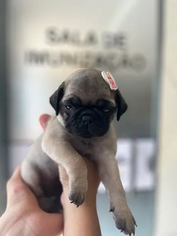 Filhote Pug Fêmea  - Foto 4