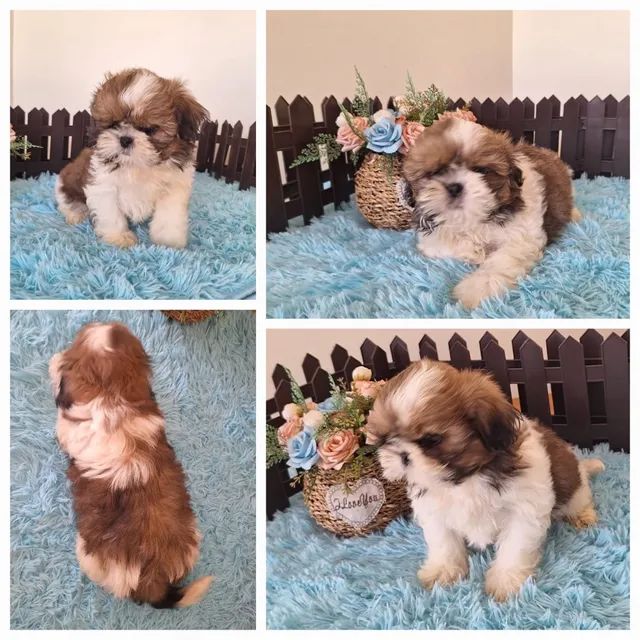 Shih tzu filhotes - Foto 2