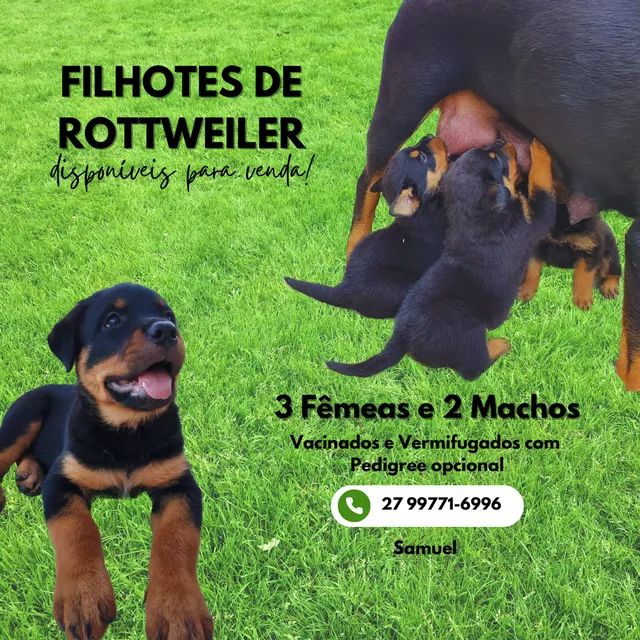 Filhotes de Rottweiler