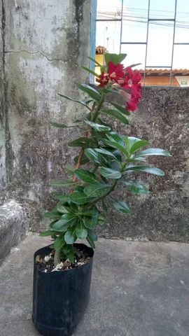 Rosa do deserto  - Foto 4