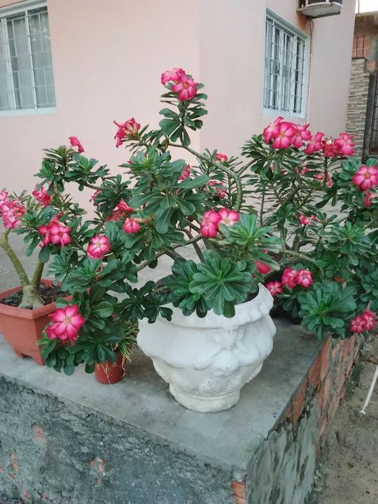 Muda de Adenium Obesum (Rosa do Deserto) - Foto 2