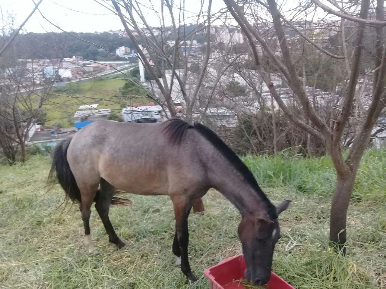 Potra turdilha com a cara preta  - Foto 2