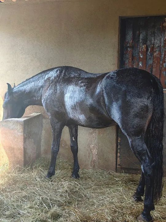 Potro manga larga marcha picada registrado início doma - Foto 5