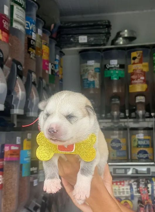 Filhotes de Husky Siberiano - Foto 5