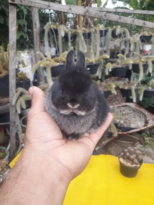 Coelho anão importado i black other - Foto 4