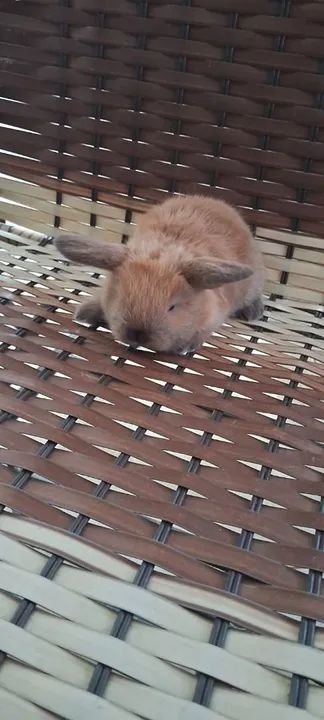 Filhotes de coelho mini lopp 