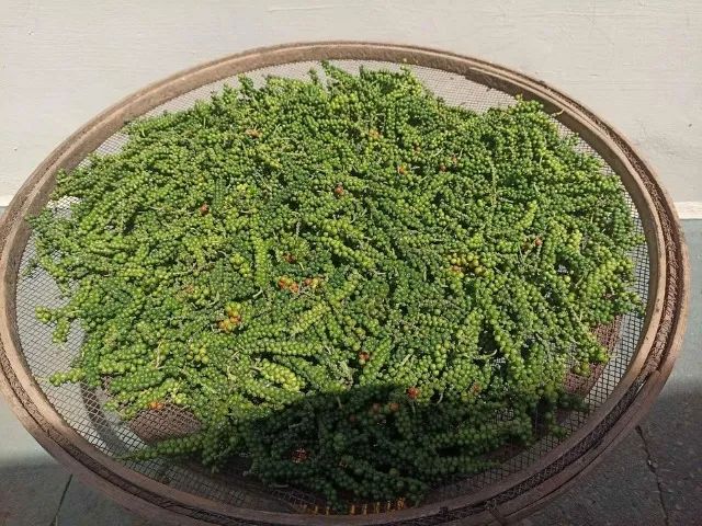 1Kg PIMENTA DO REINO ORGÂNICA EM GRÃOS (Produção Própria) - Foto 3