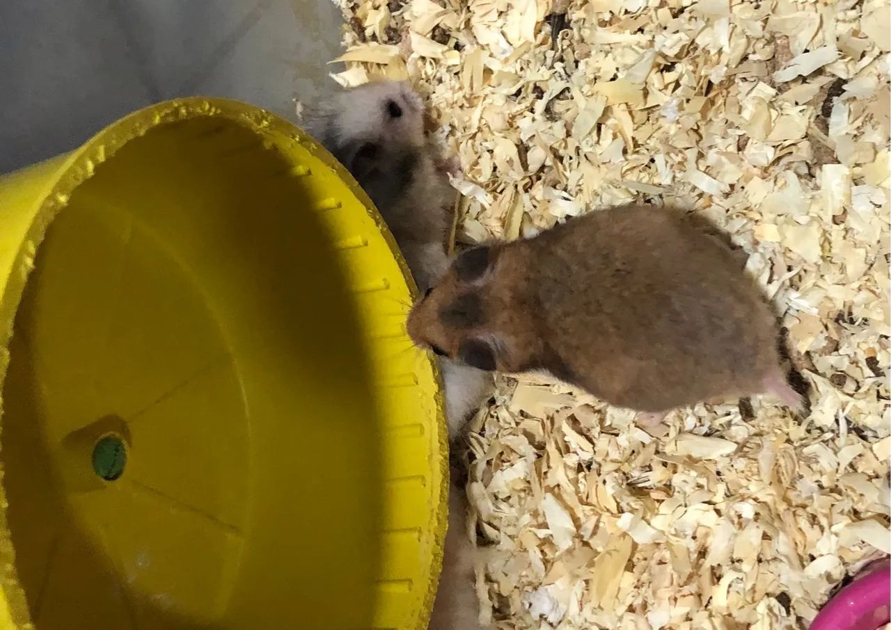 Hamster sírio  - Foto 2