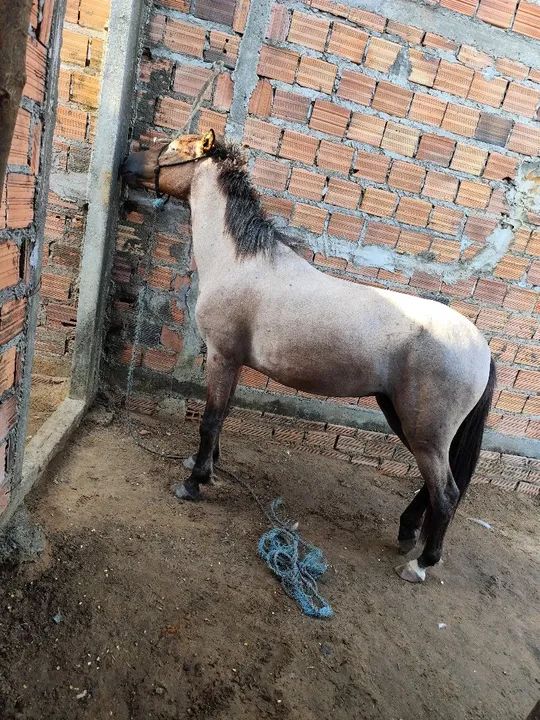 Potra Mangalarga Marchador - Foto 4