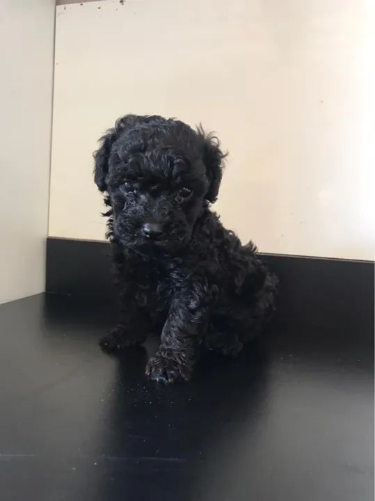 Poodle pretinha disponível valor de Black Friday