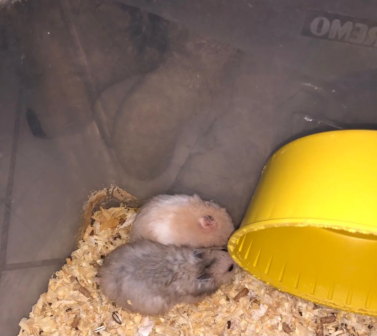 Hamster sírio  - Foto 6