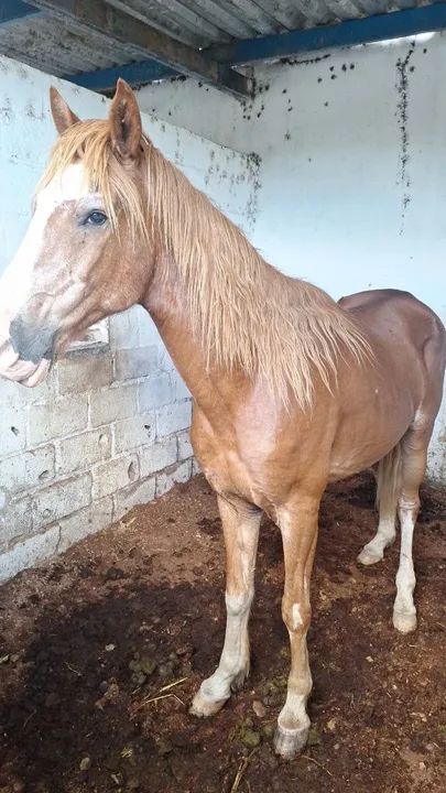 Paulista mineiro macha picada 