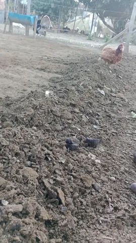 Fertizante orgânico ( Esterco bovino) - Foto 3