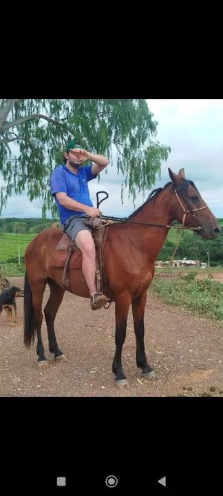 Cavalo Mangalarga marchador