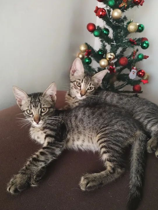 Dois gatinhos fofinhos para adoção