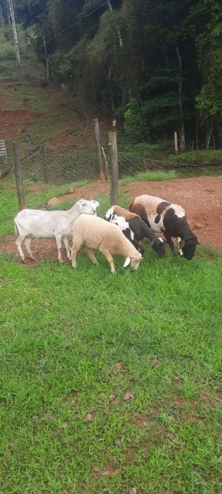 Ovelha carneiro borrego