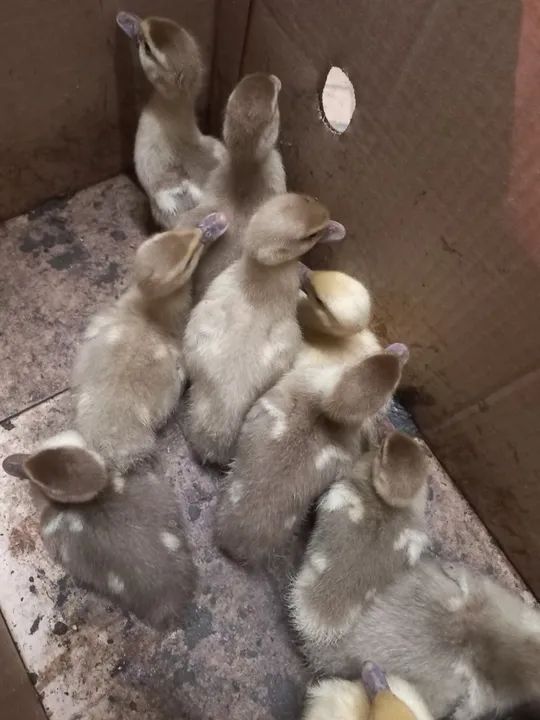 FILHOTES DE PATO CHOCOLATE  - Foto 3