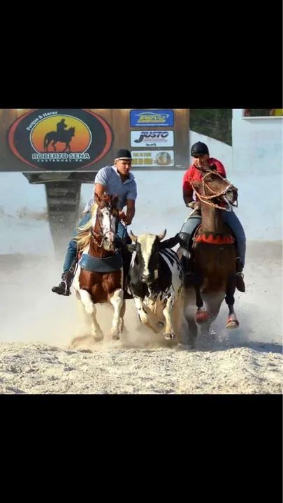 Cavalo paint horse  - Foto 3