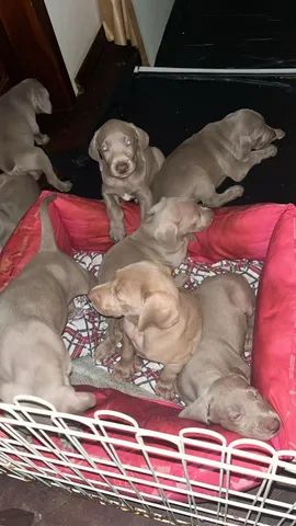 Lindos filhotes puros de weimaraner  - Foto 2