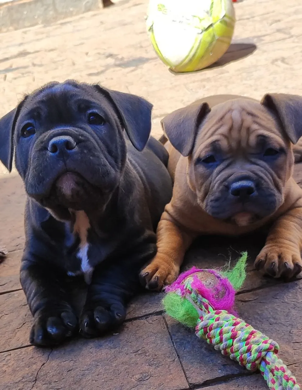 Filhotes de American Bully com pedigree
