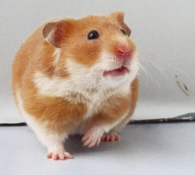 Hamster Sírio