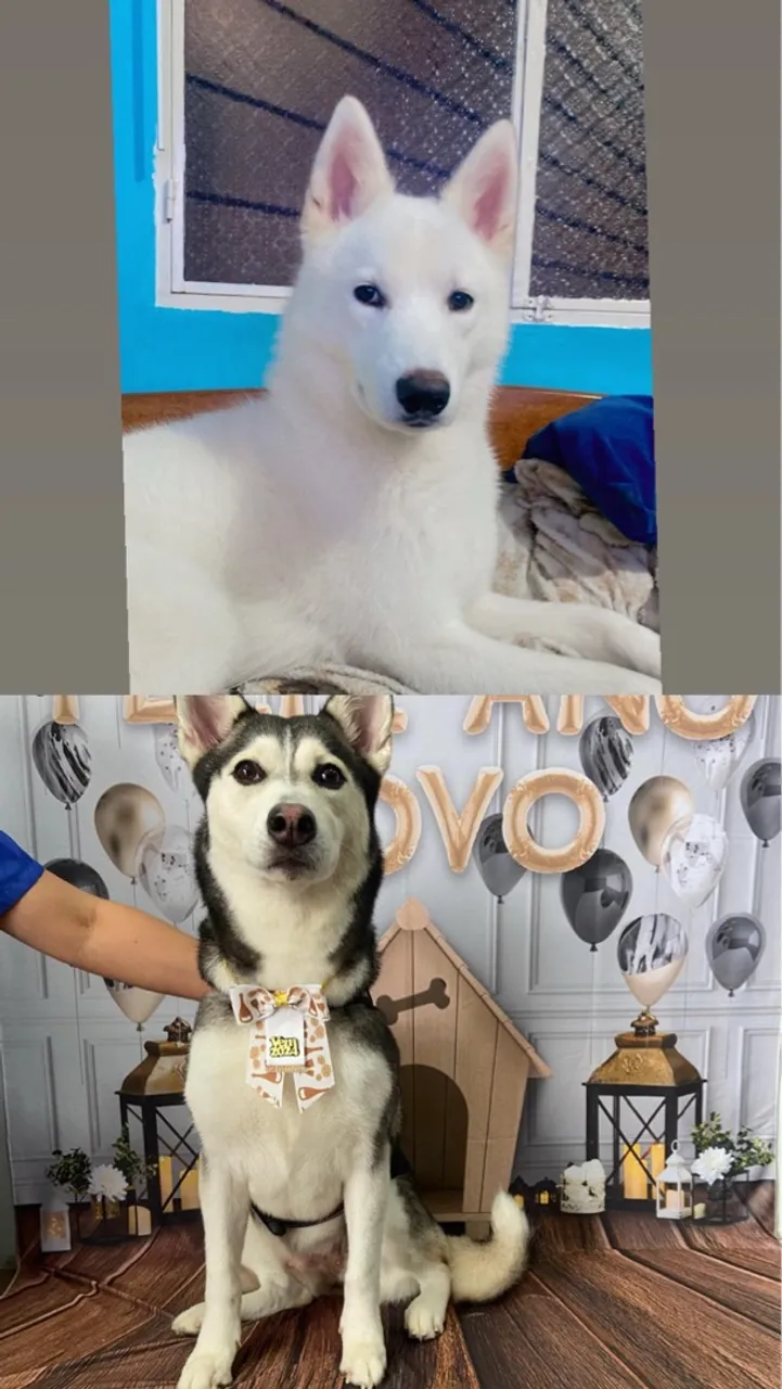 Husky Siberiano Filhote