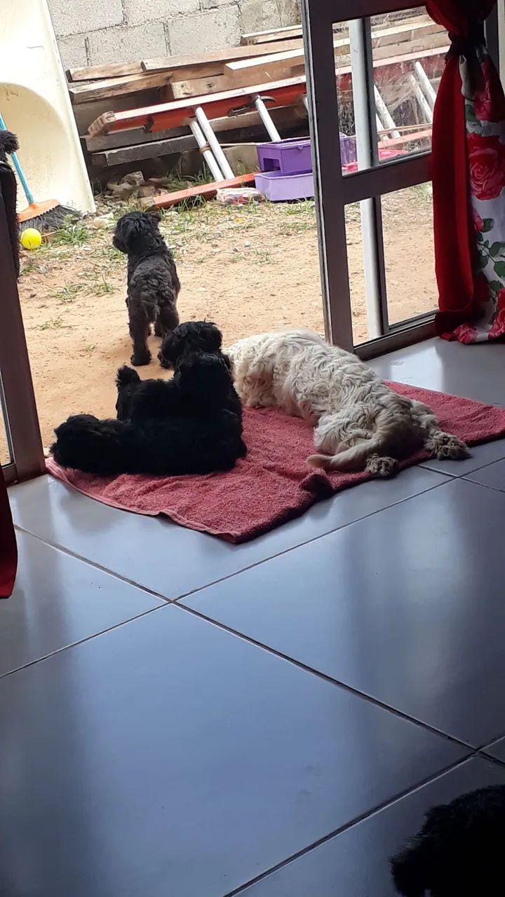 Lindos filhotes de shitzu