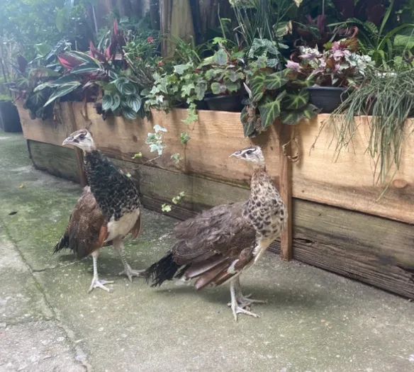 Galo e galinha, casal pavão para venda  - Foto 3