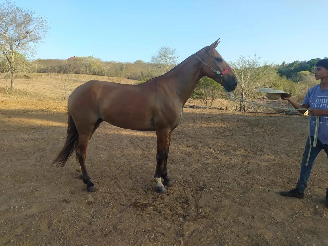 Égua  - Foto 2