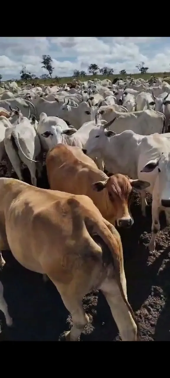 VENDO E TROCO POR IMOVEIS FAZENDA NO MATO GROSSO ( JA0001 )