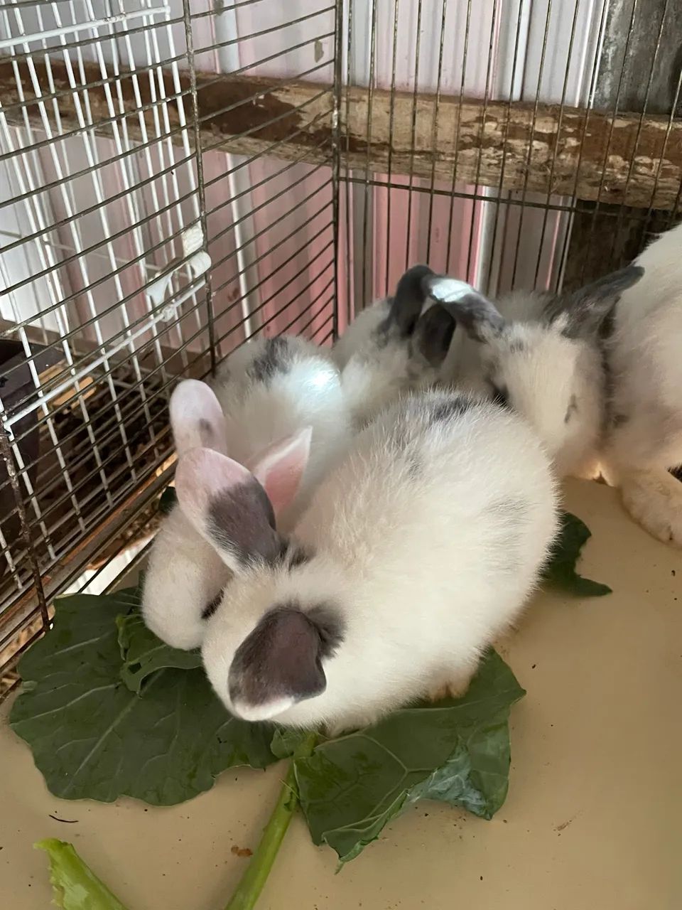 Coelhinhos Filhotes - Lindos e Saudáveis ? - Foto 4