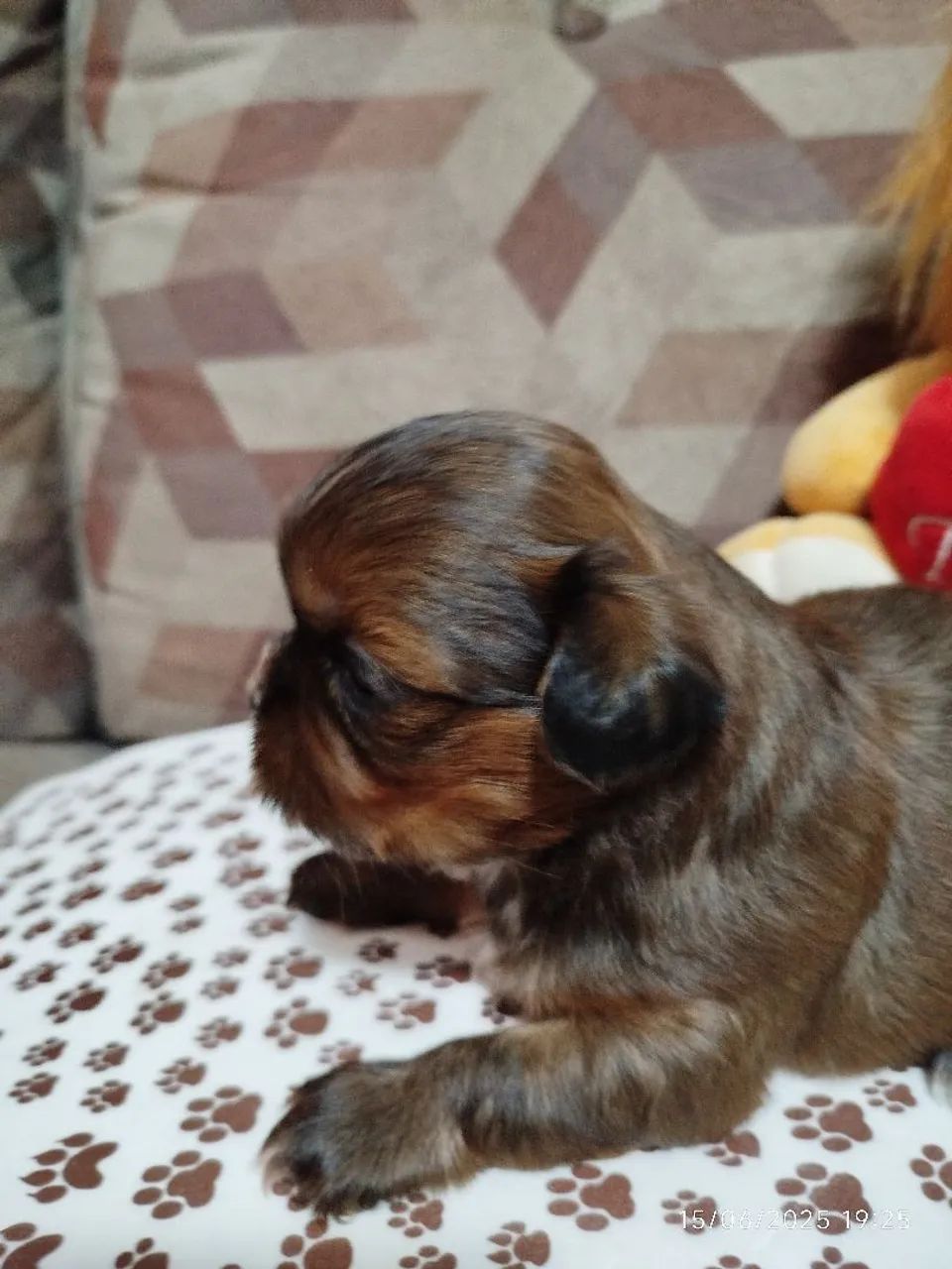 Filhote de Shih Tzu disponível