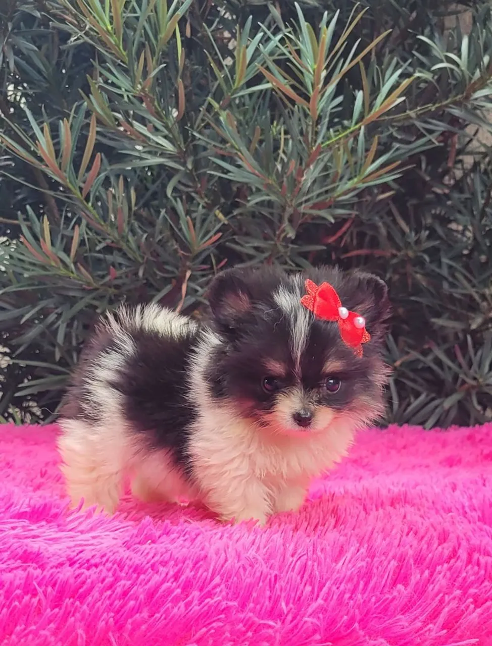 Lulu da pomerânia fêmea
