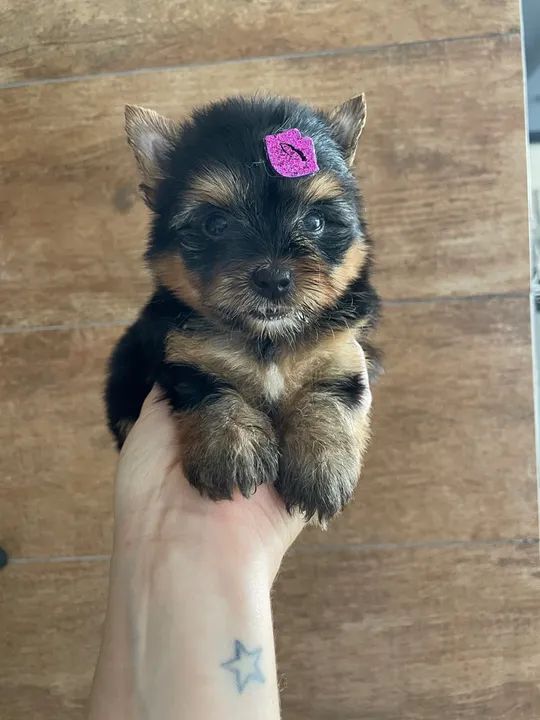 Yorkshire Terrier Filhotes machos e fêmeas  - Foto 3