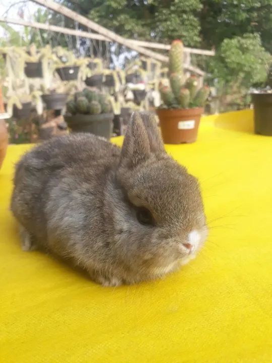 Coelho anão importado  - Foto 4