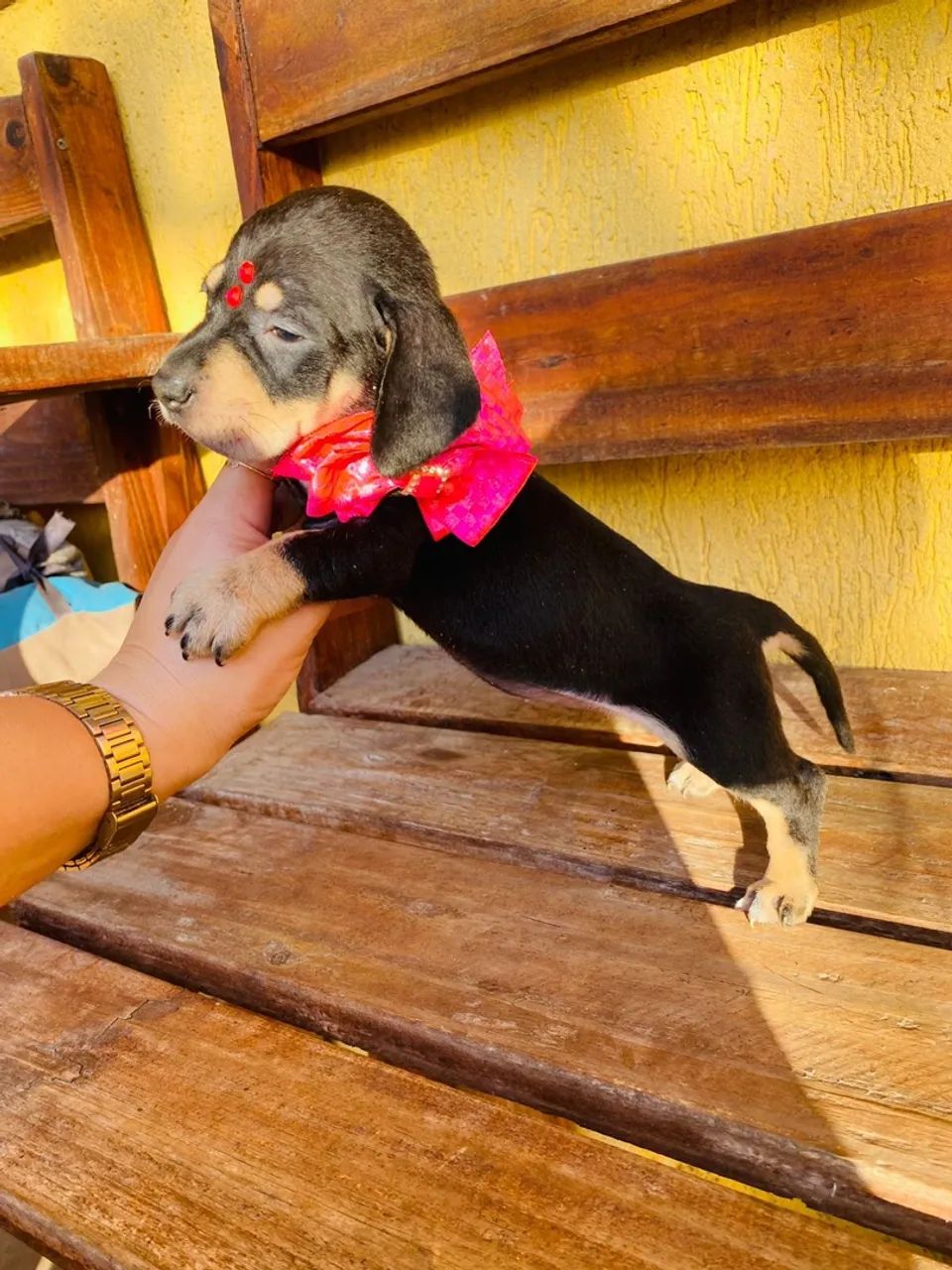 Basset Dachshund Fêmea mine preta e canela pedigree opção - Foto 3