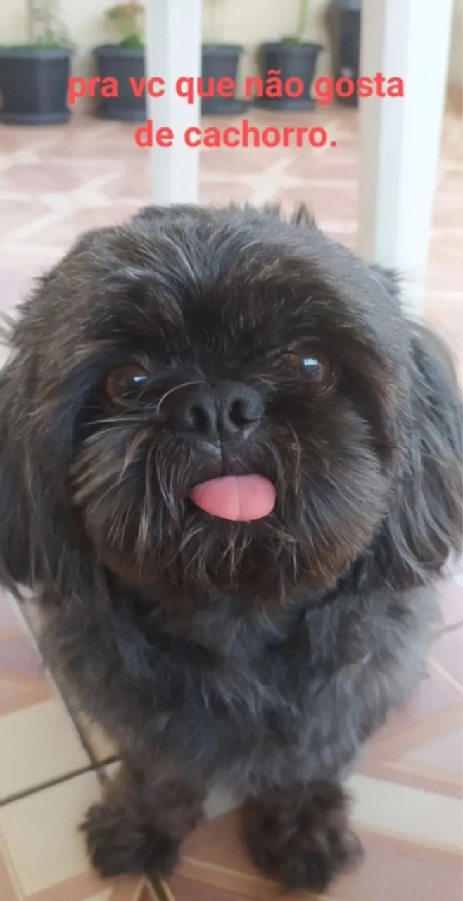 Shitszu porte bem pequeno