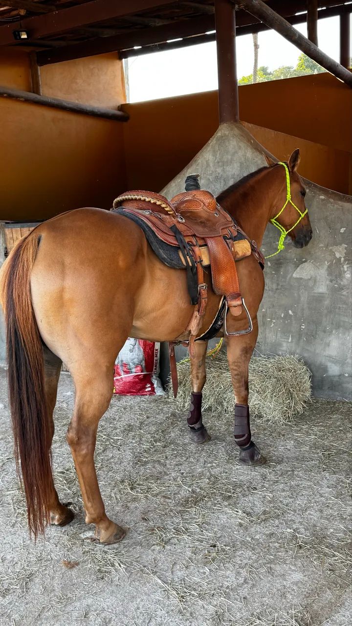 Égua de Team Roping à venda! - Foto 2