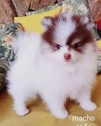 spitz o aleamao