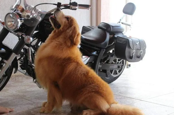 Golden Retriever - Lindos Filhotes